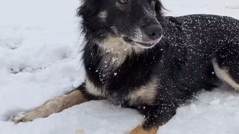 Red Oaks Dog Park - Madison Heights, MI