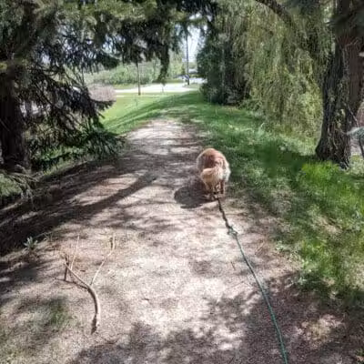 Red Oaks Dog Park - Madison Heights, MI