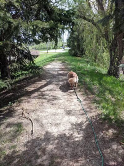Red Oaks Dog Park - Madison Heights, MI
