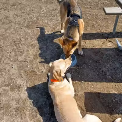 Red Oaks Dog Park - Madison Heights, MI