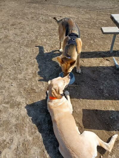 Red Oaks Dog Park - Madison Heights, MI