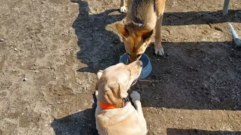 Red Oaks Dog Park - Madison Heights, MI