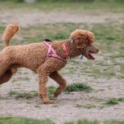 Red Oaks Dog Park - Madison Heights, MI
