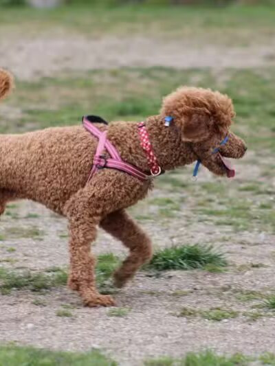 Red Oaks Dog Park - Madison Heights, MI