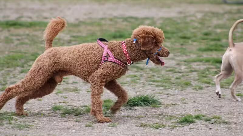 Red Oaks Dog Park - Madison Heights, MI