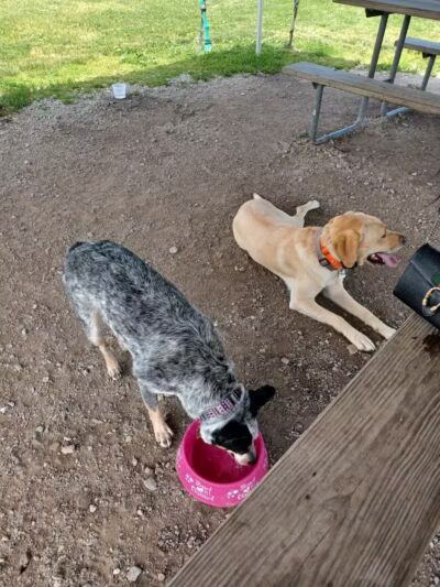 Red Oaks Dog Park - Madison Heights, MI