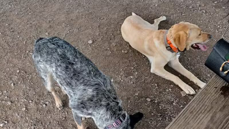 Red Oaks Dog Park - Madison Heights, MI