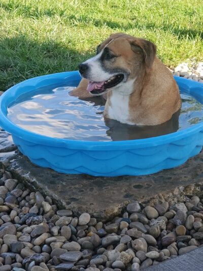 Madison Riverfront Dog Park - Madison, IN