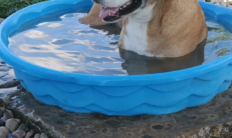 Madison Riverfront Dog Park - Madison, IN