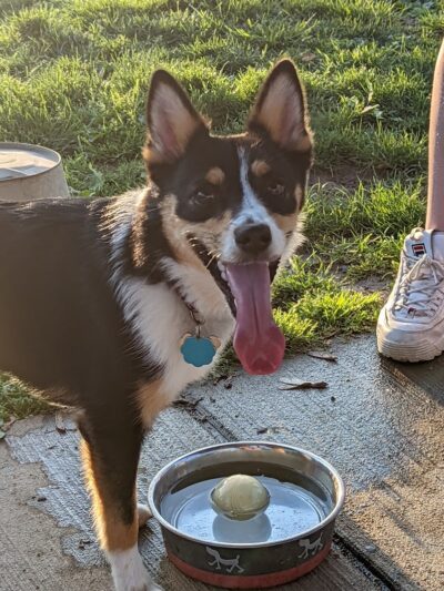 Madison Riverfront Dog Park - Madison, IN