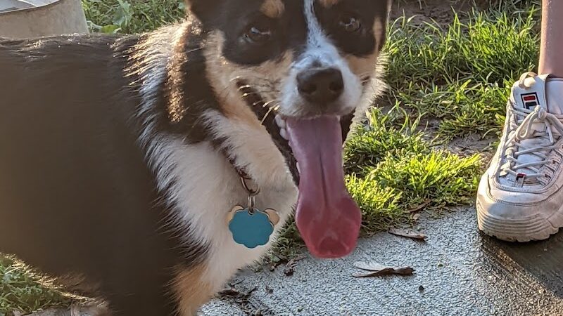 Madison Riverfront Dog Park - Madison, IN