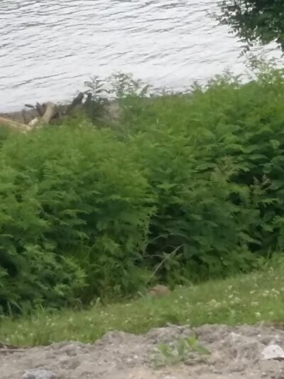 Madison Riverfront Dog Park - Madison, IN