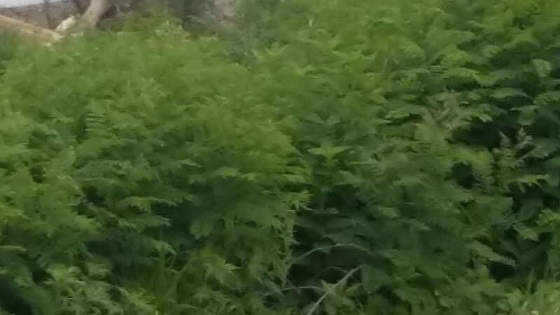 Madison Riverfront Dog Park - Madison, IN