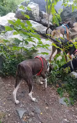 Trafton Dog Park - Malden, MA