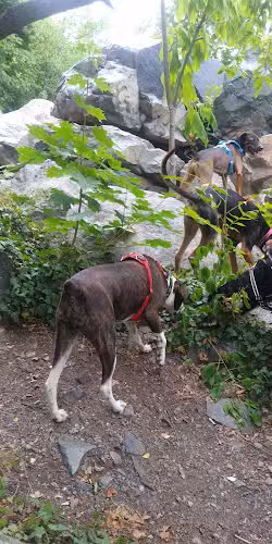 Trafton Dog Park - Malden, MA