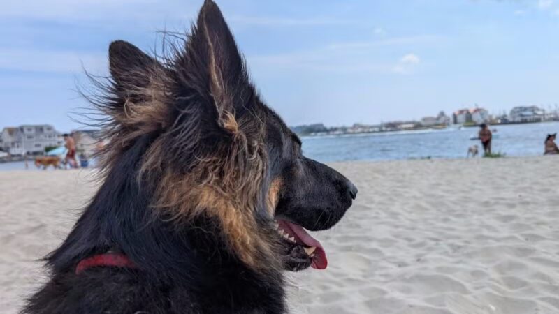 Fisherman's Cove Conservation Area - Manasquan, NJ