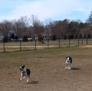 Orchard Park Dog Park - Manasquan, NJ