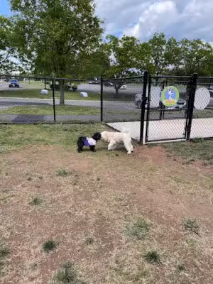 Lucky's Dog Park - Manassas, VA