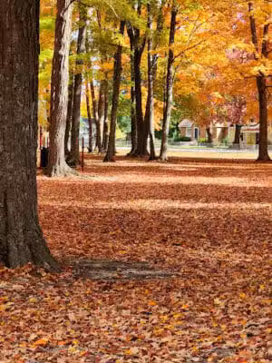Palmer Park Mancelona Mi - Mancelona,