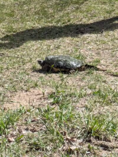 Carr Park - Manchester,