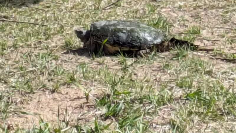 Carr Park - Manchester,