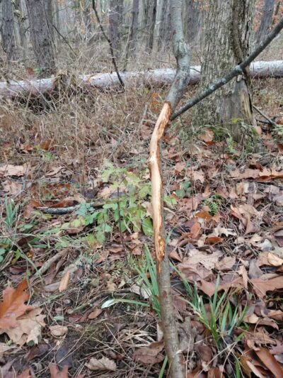 Chi-Bro Park - Manchester,