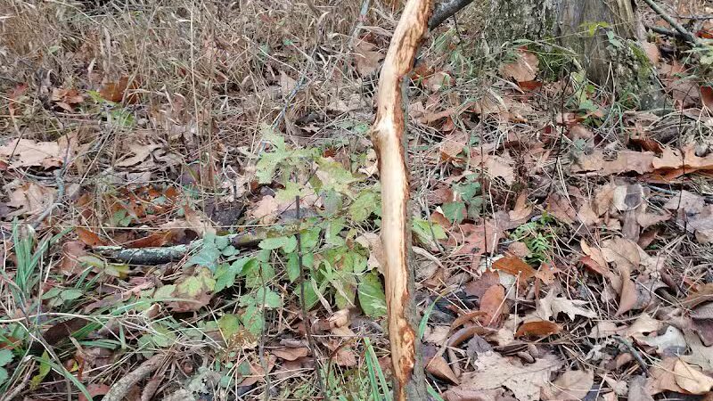 Chi-Bro Park - Manchester,