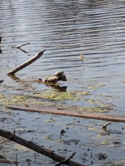 Chi-Bro Park - Manchester,