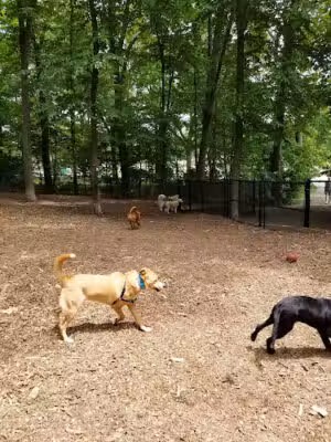 Manchester Dog Park - Manchester, CT