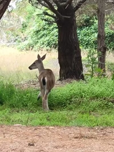 Manchester Beach / Mendocino Coast KOA Journey - Manchester, CA