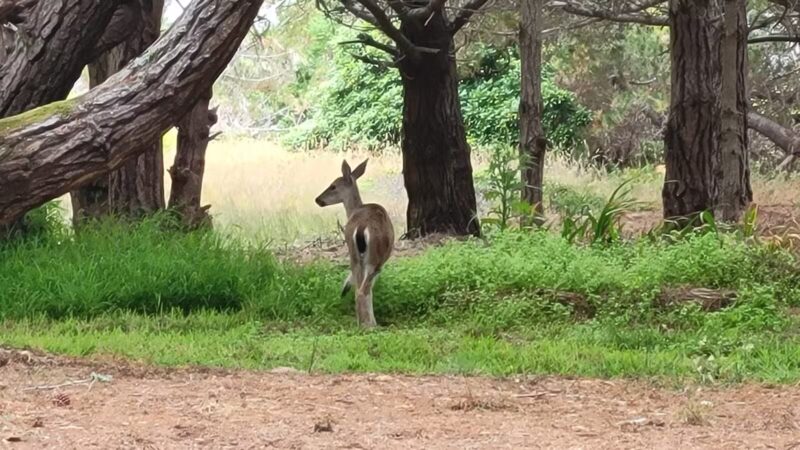 Manchester Beach / Mendocino Coast KOA Journey - Manchester, CA