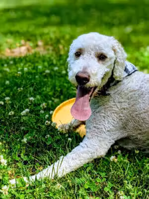 Medford Park - Manchester, NH