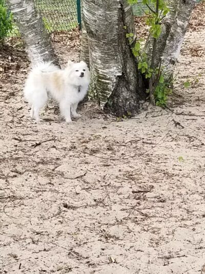 First Street Dog Park - Manistee, MI