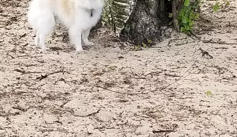 First Street Dog Park - Manistee, MI