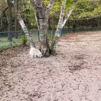First Street Dog Park - Manistee, MI