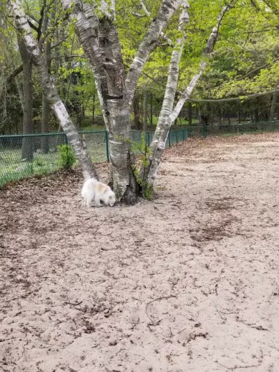 First Street Dog Park - Manistee, MI