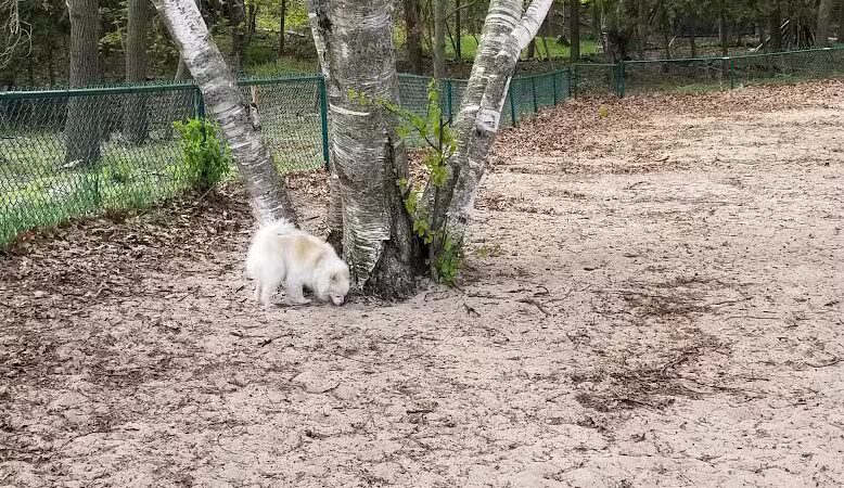First Street Dog Park - Manistee, MI