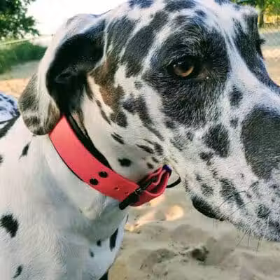 First Street Dog Park - Manistee, MI