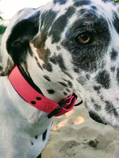 First Street Dog Park - Manistee, MI