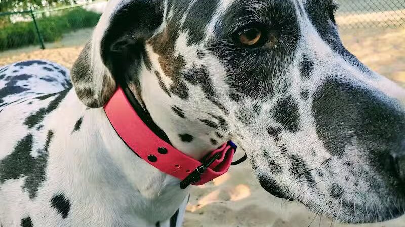 First Street Dog Park - Manistee, MI