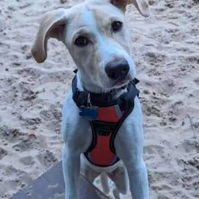 First Street Dog Park - Manistee, MI