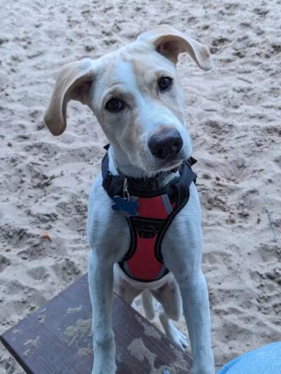 First Street Dog Park - Manistee, MI