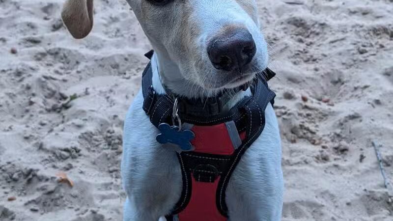 First Street Dog Park - Manistee, MI