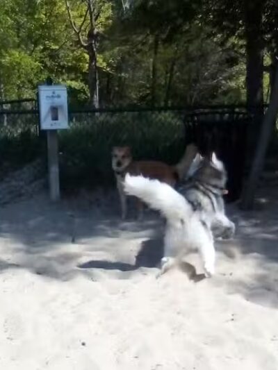 First Street Dog Park - Manistee, MI