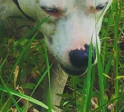 Mankato City Park - Mankato, KS