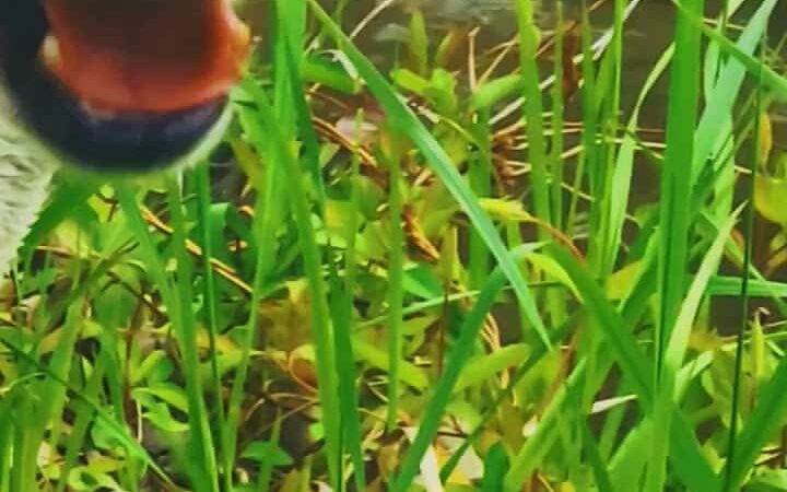 Mankato City Park - Mankato, KS