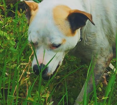 Mankato City Park - Mankato, KS