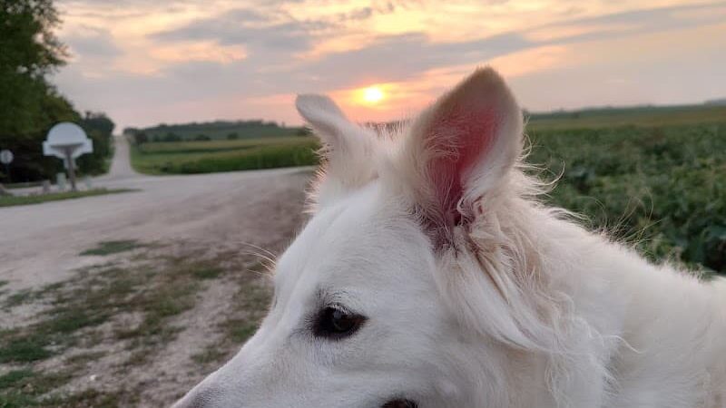 K-M Dog Park - Mantorville, MN