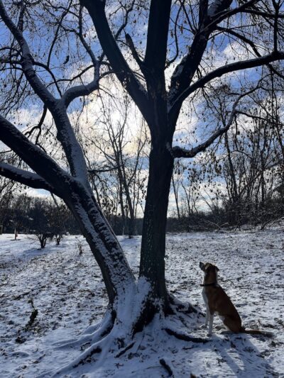 Dog Park at Fish Lake Regional Park - Maple Grove, MN