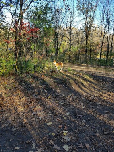 Dog Park at Fish Lake Regional Park - Maple Grove, MN